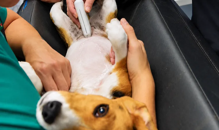 Cão beagle em exame de ultrassom na UNISA