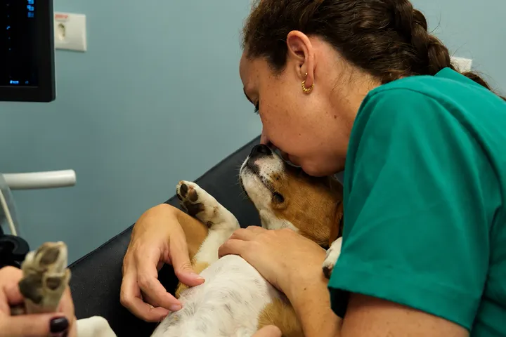 Veterinária da UNISA acolhendo um cão na mesa de atendimento
