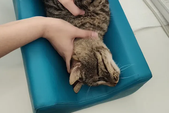 Gato em exame de ultrassom na UNISA