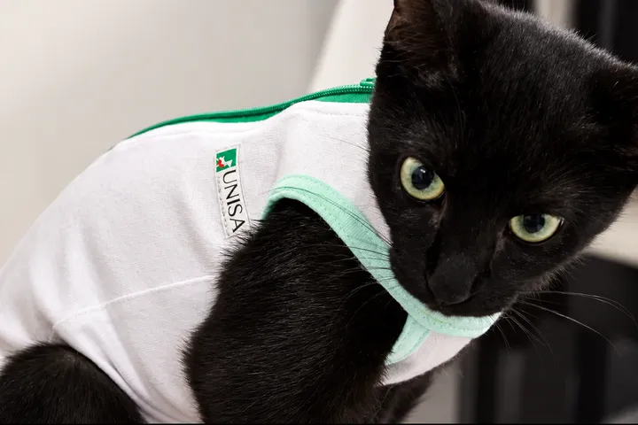 Gato preto com roupa cirúrgica da UNISA em recuperação