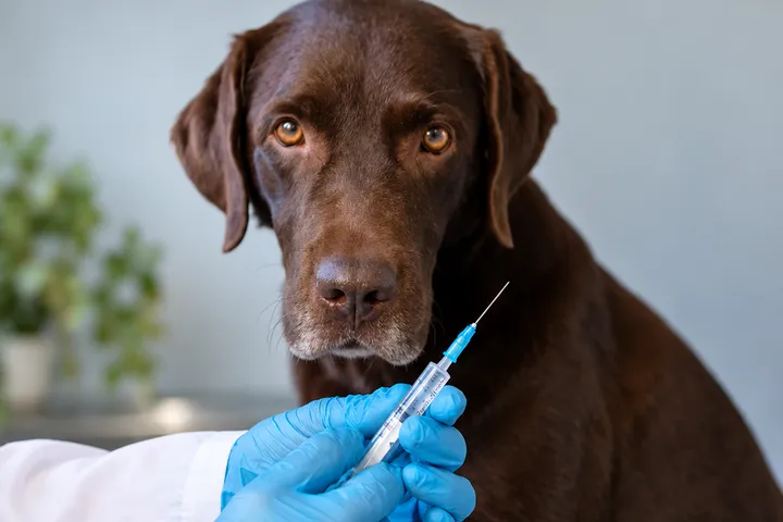 Cão labrador recebendo vacina